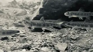 Northern Maine Native Brook Trout - underwater backwoods footage