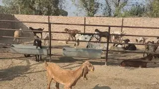 How I started Goat Farming 
