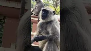 Not a zoo. Not a forest. Guess this holy place 🐒 #shortsfeed #viralreels #monkey #viralindia #vlog