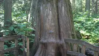Giant Cedars
