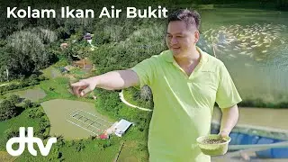 Bekas Sawah Padi Bukit Jadi Kolam Ikan Air Tawar di Sabah