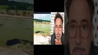 Mr. Stark Jr. React__crocodiles_having_lunch #reaction #satisfying #viral