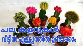 ഇത്ര എളുപ്പമായിരുന്നോ? പുതിയ തൈകൾ ഉണ്ടാക്കാൻ moon cactus graft & care | cactus plant malayalam