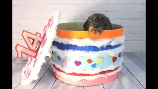 Livvy wird 14 – Dachshund Livvy's 14th Birthday