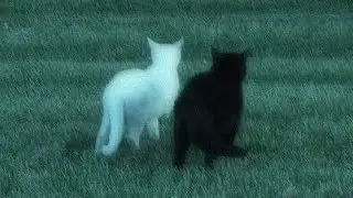 Влог с косплей пати 