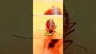 This is how a mosquito robs you😒
