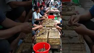 A busy traditional Asian market selling various types of live snakes #traditionalmarket #village