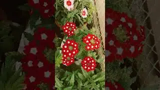 Pitunia,Danthus,Verbina#wonderfulgarden #flowers #nature #naturalbeauty #naturelovers #feelthemagic