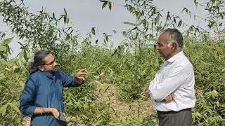 3430-GJ bamboo farming at juna devaliya,morbi with chirag kisan 6232136080किसान पाठशाला BALRAM KISAN