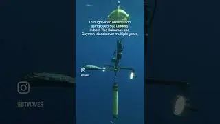 Publication highlight - Misty Grouper depth range extension!