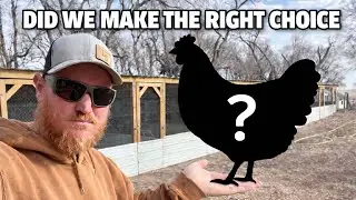 What Chickens Survived Bird Flu?