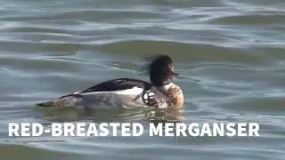 Red breasted Merganser