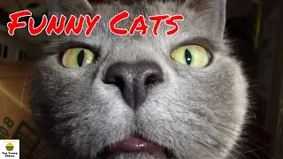 Funny Cats Compilation 2017 [P4] | 🐱 Best Funny Cat Videos Ever - Funny Cats 2017 by TFVs 🐱