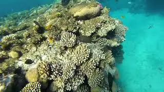 Аравийский хирург (Сохал) Acanthurus shoal в бухте Sharks bay. Egypt. Red sea at Sharm-El-Sheikh