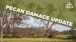 Pecan Crop Damage Update
