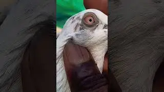 Andhra pigeon #pigeon #andhrapigeon #kabootar #short