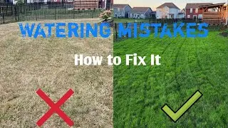 How to Water Your Lawn Like a Pro (And Keep It Green All Summer)