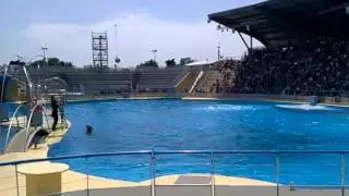 Delfiny pokaz. Marineland