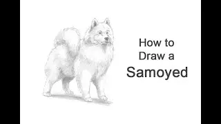 How to Draw a Dog (Samoyed)