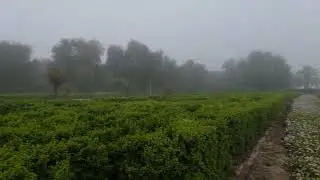 Misty Day in Dubai 14 March 2024