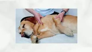 Tramadol 50mg For Small Dog's Pain Management