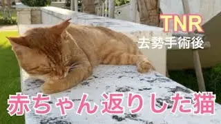 TNR(去勢手術)後、赤ちゃん返りした猫。[地域猫]#65