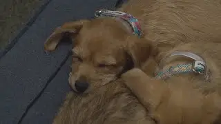5 puppies found in Columbus dumpster