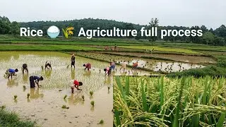 village agriculture, odisha ❤️🌾