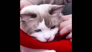 Cat Christmas Sweater! #Cat Winter Clothes! #shorts! #youtubeshorts! #short #shortvideo #timestrends