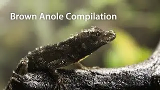 Brown Anole Compilation