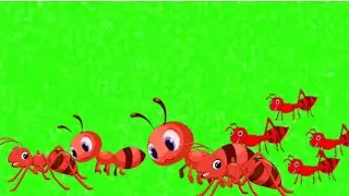 Walking Ant green screen no copyright । Green screen Ant