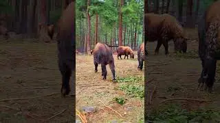Takin Bhutan