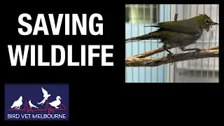 Saving wildlife at Bird Vet Melbourne - A silver eye with a sore eye