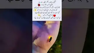 Whispers of a Firefly ✨#FireflyMagic ✨ #NatureLove