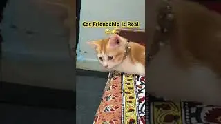 Dosti Ho Toh Aisi 🐱❤️ | Cat Finds His Friend #shorts #cat #ytshorts #viral