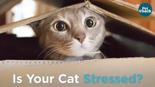 10 Signs Your Cat Is Stressed