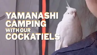 camping with our pet birds in Japan