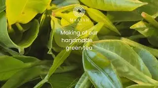 HANDMADE GREEN TEA MAKING-ASSAM GREEN TEA BY MAAYAH TEA