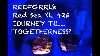 Reefgrrl&rsquo;s Red Sea XL 425 reef tank - Journey to....Togetherness? Aurora Gobies