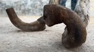 Donkey's Hoof Has Grown Into A Conch! Cut Off The Big Hoof Quickly With A Knife【Asmr Hoof】