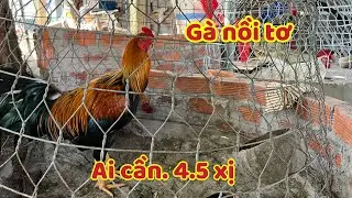 Có Mấy Em Gà Tơ Đẹp Quá Ai Thích Đem Về Thả Vườn Ngắm Cảnh 