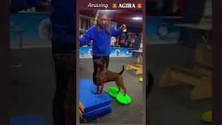 Thai Ridgeback Тайский риджбек #ridgeback #thairidgeback #thairidgebackdog #риджбек #тайскийриджбек