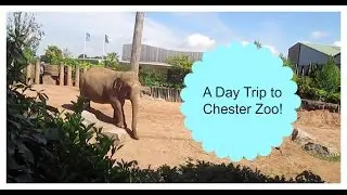 A Day Trip to Chester Zoo