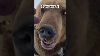 Have you ever fed a bear? #bear #shorts #wildlife #wow #geeceereacts #wow
