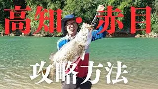 高知でアカメを狙う方へ　デイでもナイトでもこの釣り方を覚えて試してみてください