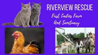 First Ladies Farm & Sanctuary | Riverview Rescue
