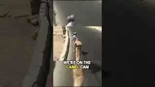 Egyptian Camel Gets Aggressive, Egyptian Pyramids! #Shorts #Silver #Camel #Travel #Egypt #Egyptian