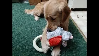 Dogs Open a Barkbox 7 | The MuttCracker Box Dec 2019