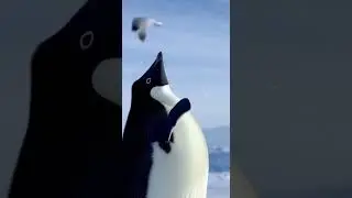 Penguin Explains Why He Can&rsquo;t Fly 🐧😅 | AI Talking Animals #FunnyPenguin #TalkingAnimals #AIVideos