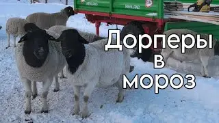 Дорперы в мороз